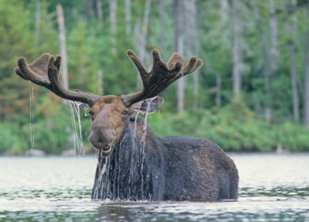 moose in a river