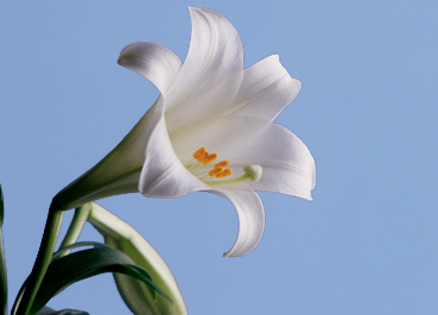 A white Easter lilly against a pale blue sky