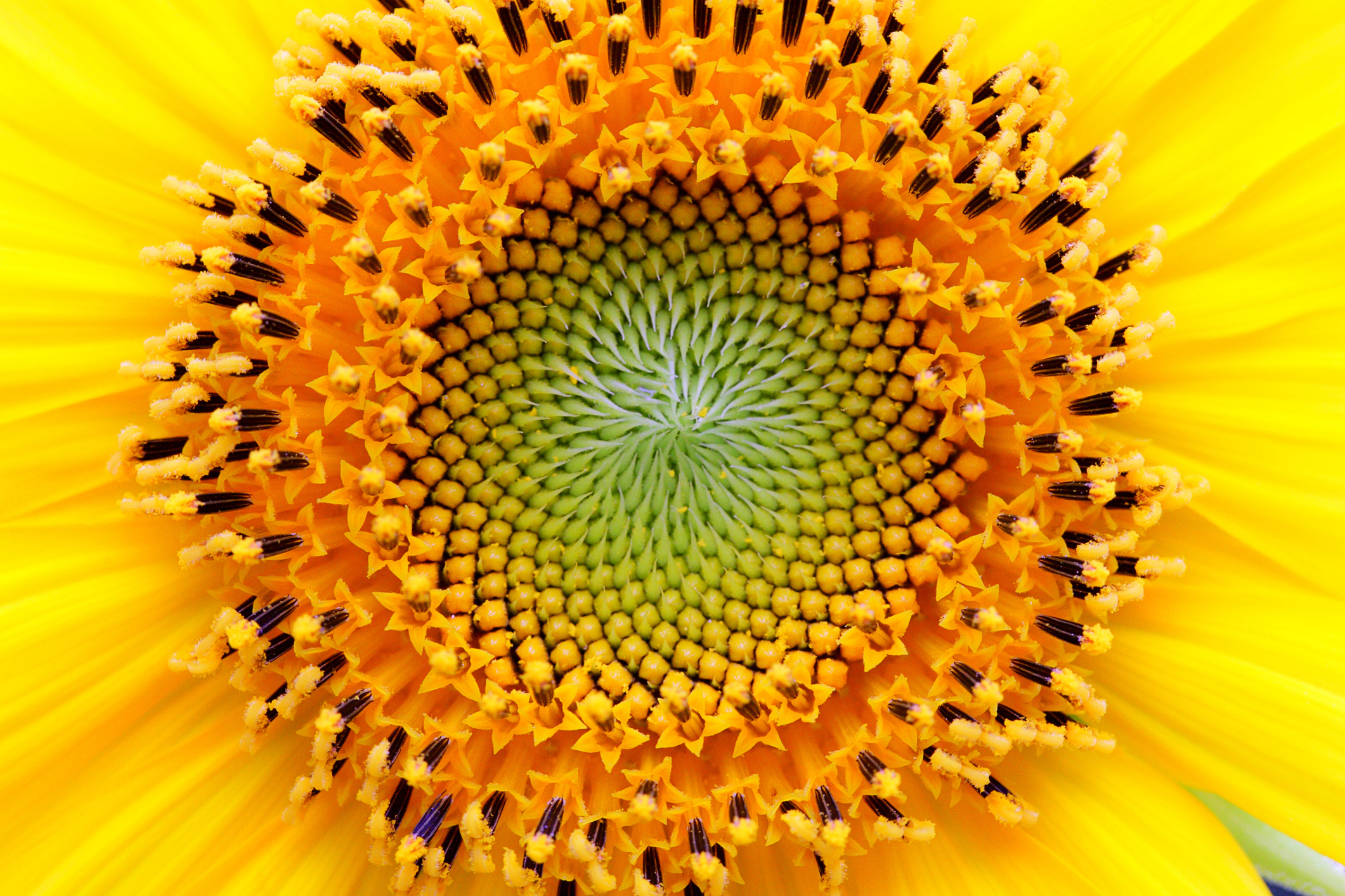 Fibonacci's sequence in a sunflower.