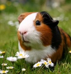 Pets: 5 things to know before getting a guinea pig