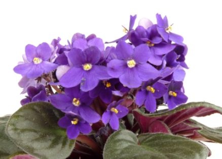 Beautiful blooming african violet