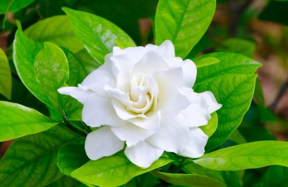 close-up of a white gardenia