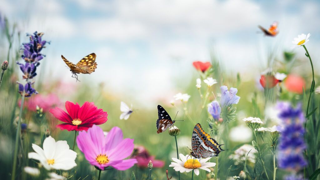 Royalty-free stock image: Summer scene with butterflies and flowers