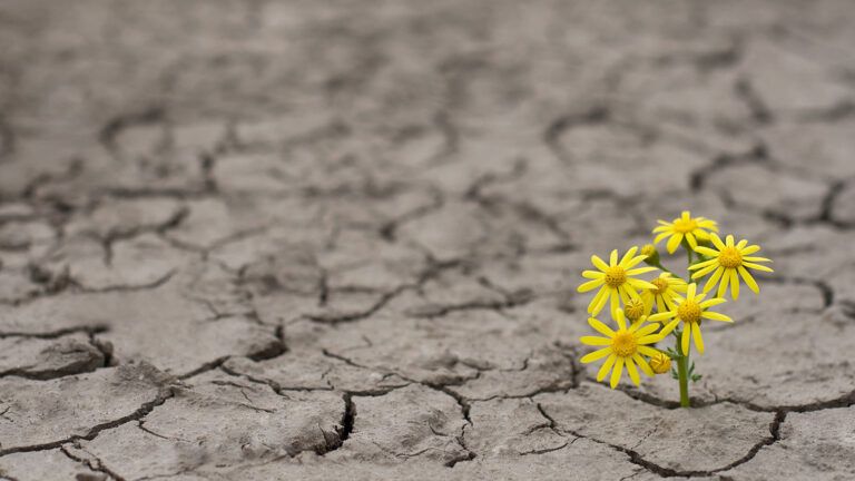 Flowers growing on cracked concrete