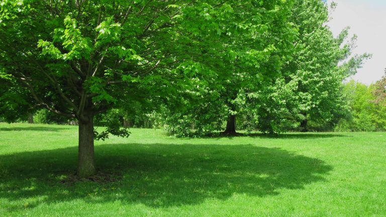 A large tree provides shade in a grassy meadow