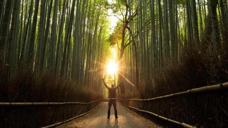 Man in a bamboo forest