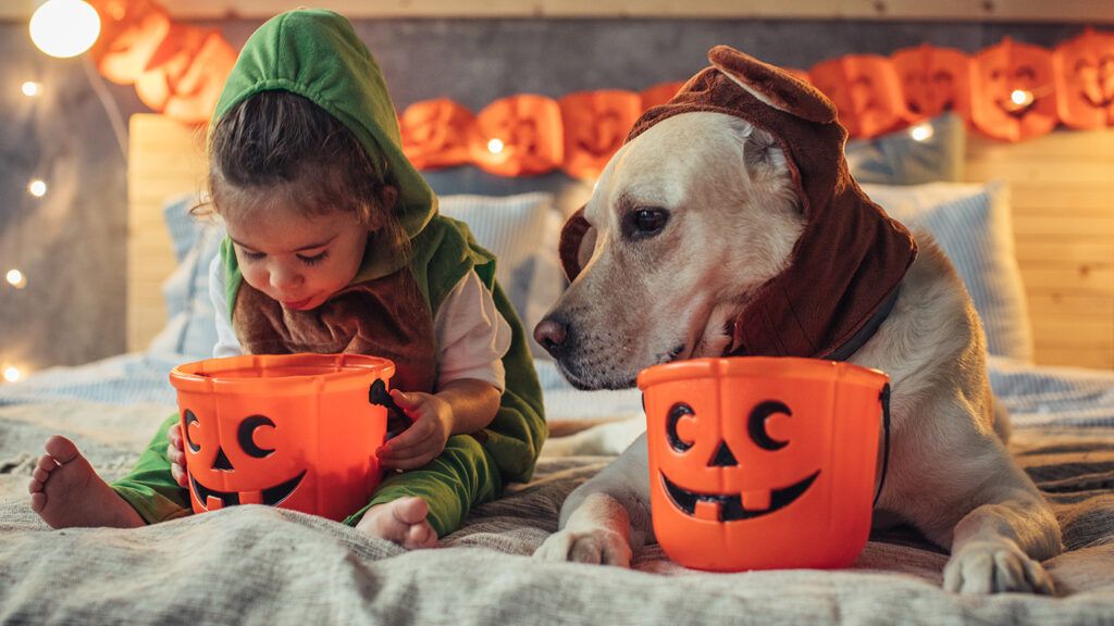 A young child and her costumed dog sort through their Halloween candy