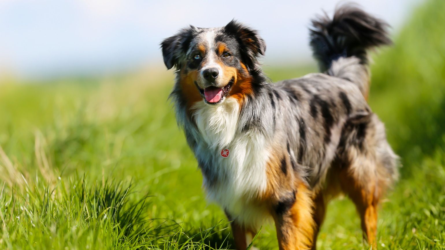 Australian shepherd dog (Getty Images)