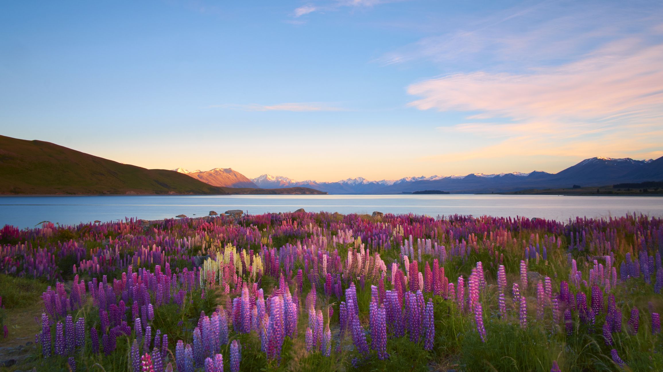 Flowers in New Zealand; Getty Images