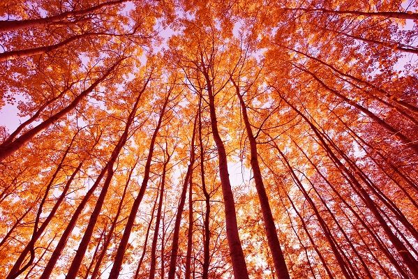 Looking skyward through beautiful fall foliage