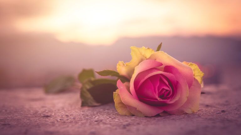 Pink rose as a memorial gift on the ground outside